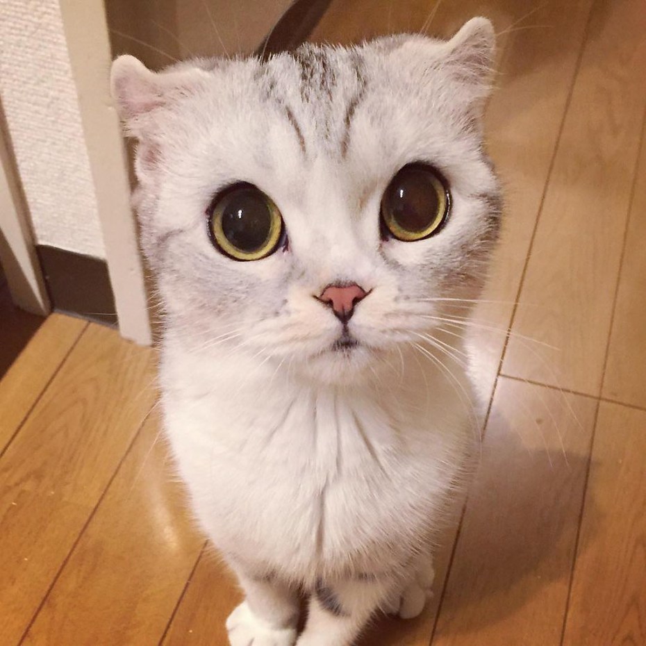 Кашка с огромный глазами