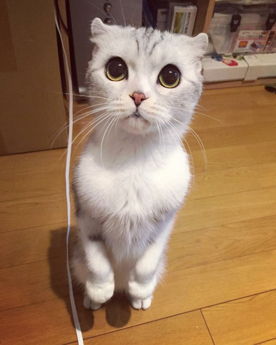 Котик с большими глазами