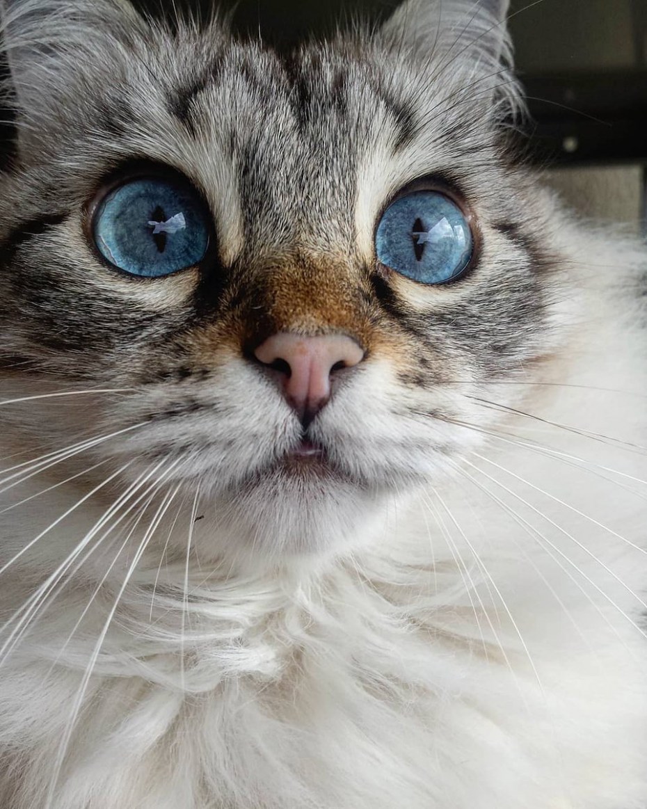 Коби кот