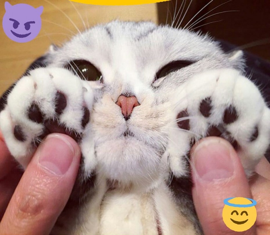 Черные Шотландские вислоухие котята пушистые