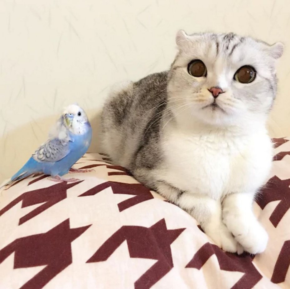 Кошка Гимо