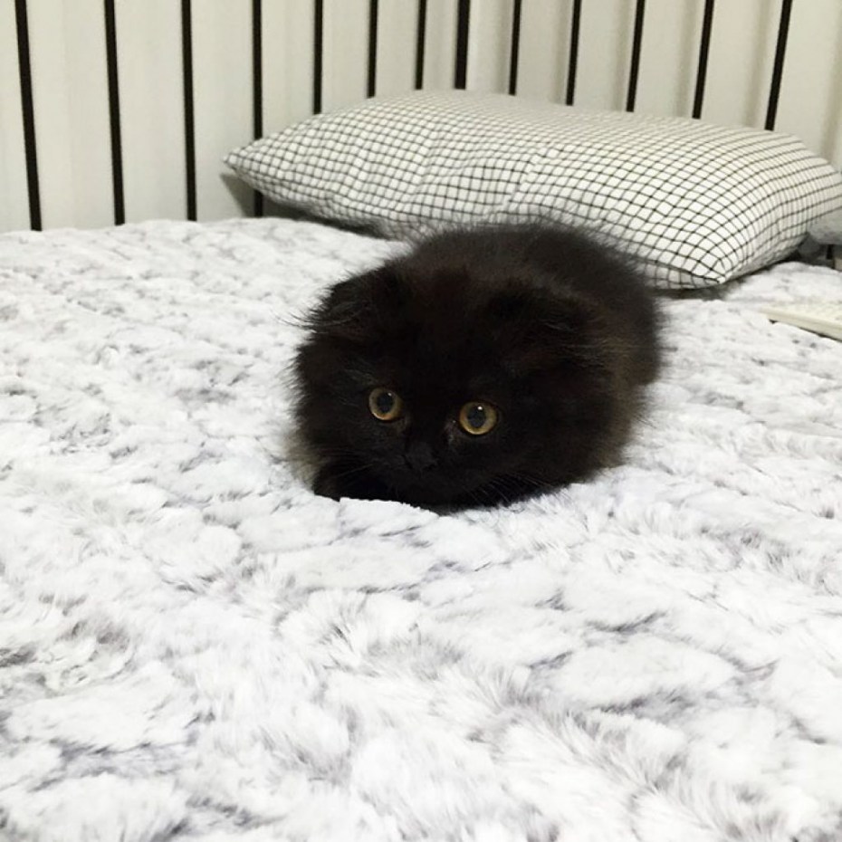 Японская вислоухая кошка
