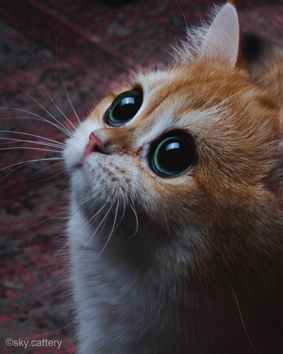 Кошка пришелец Матильда