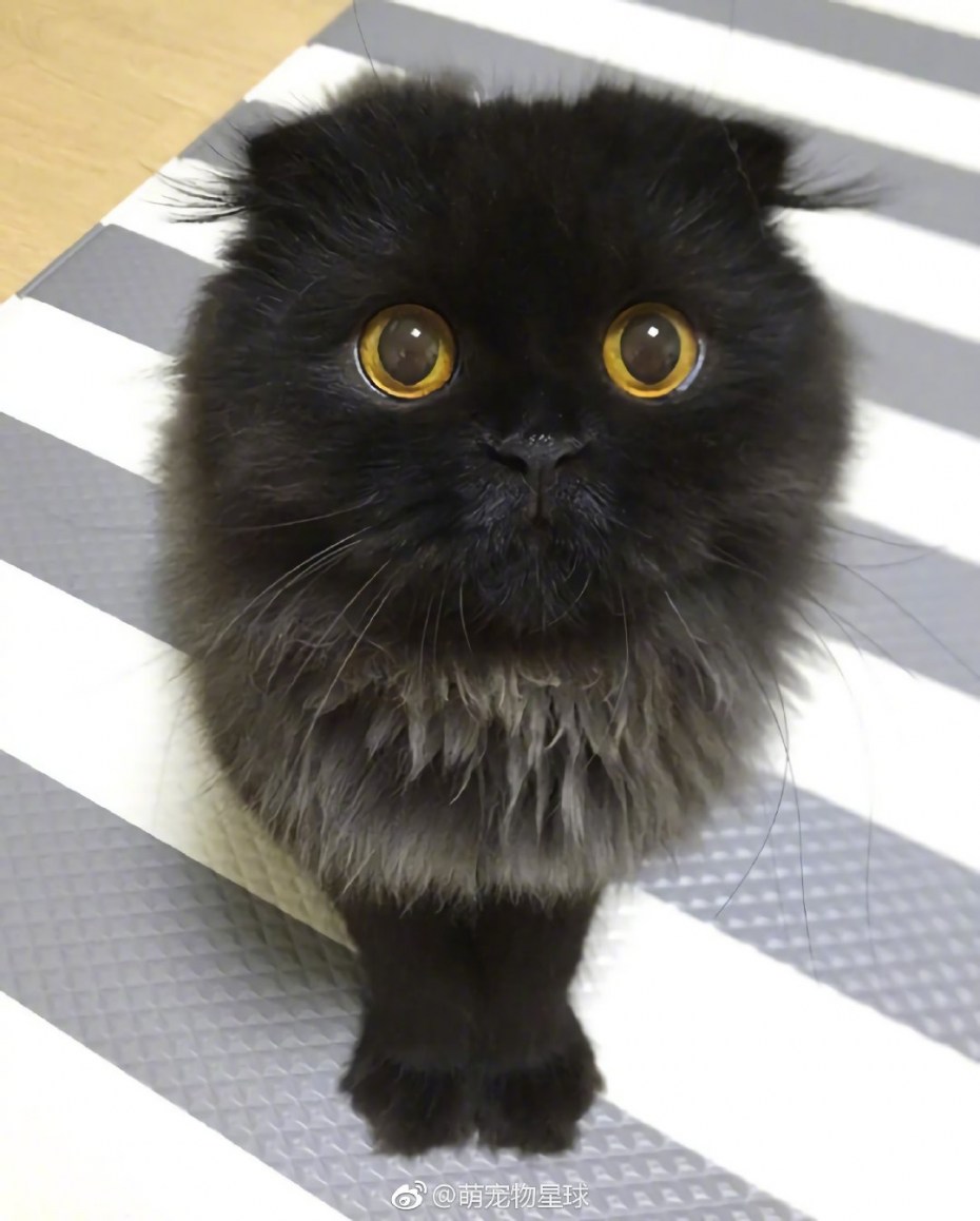 Кот с расширенными зрачками