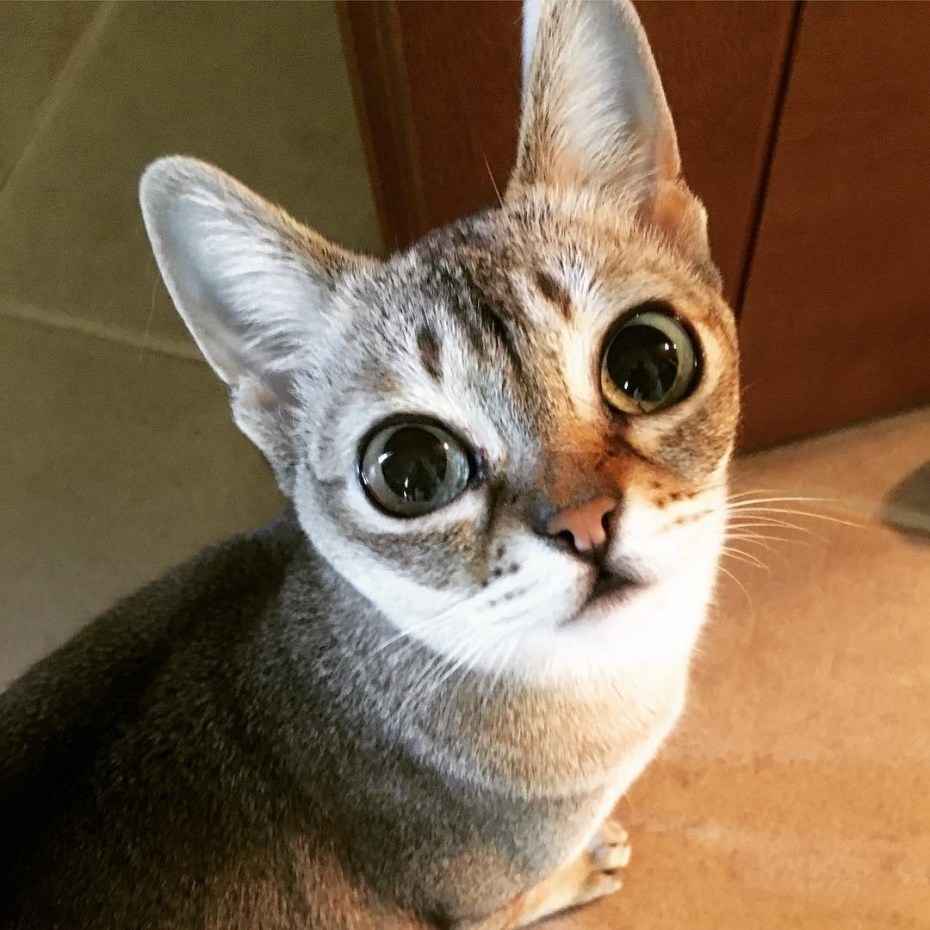 Странные котята