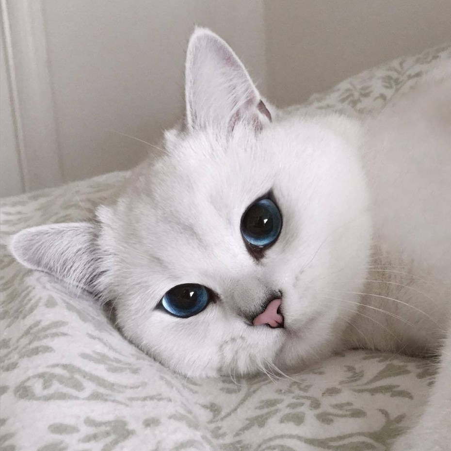 Шотландская вислоухая кошка мордочки