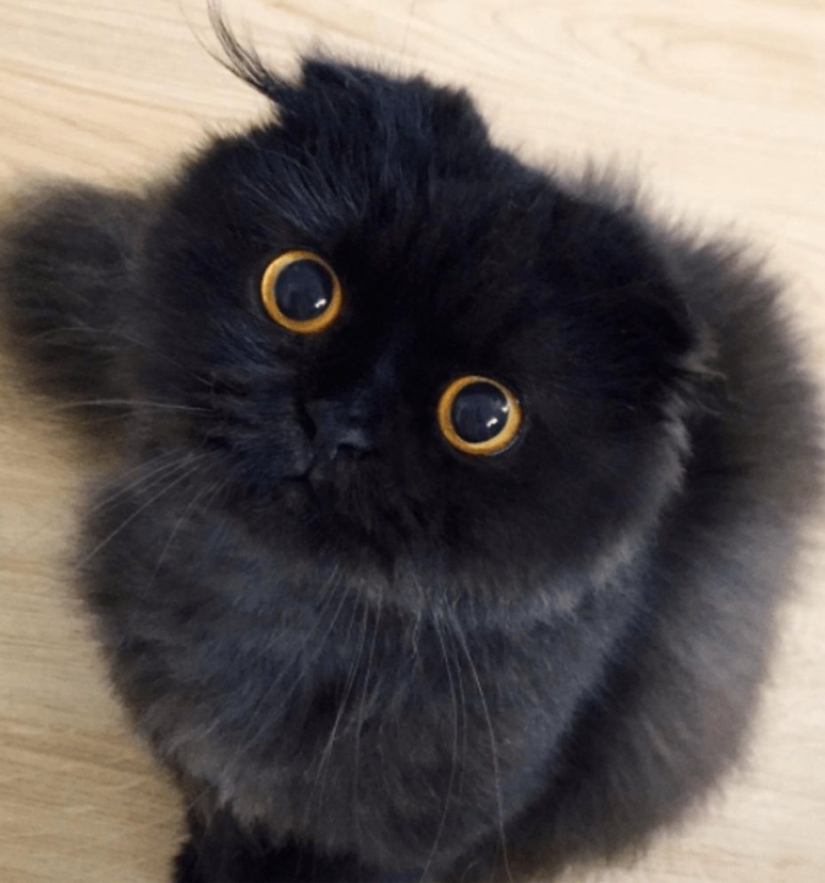 Кошка Матильда с большими глазами