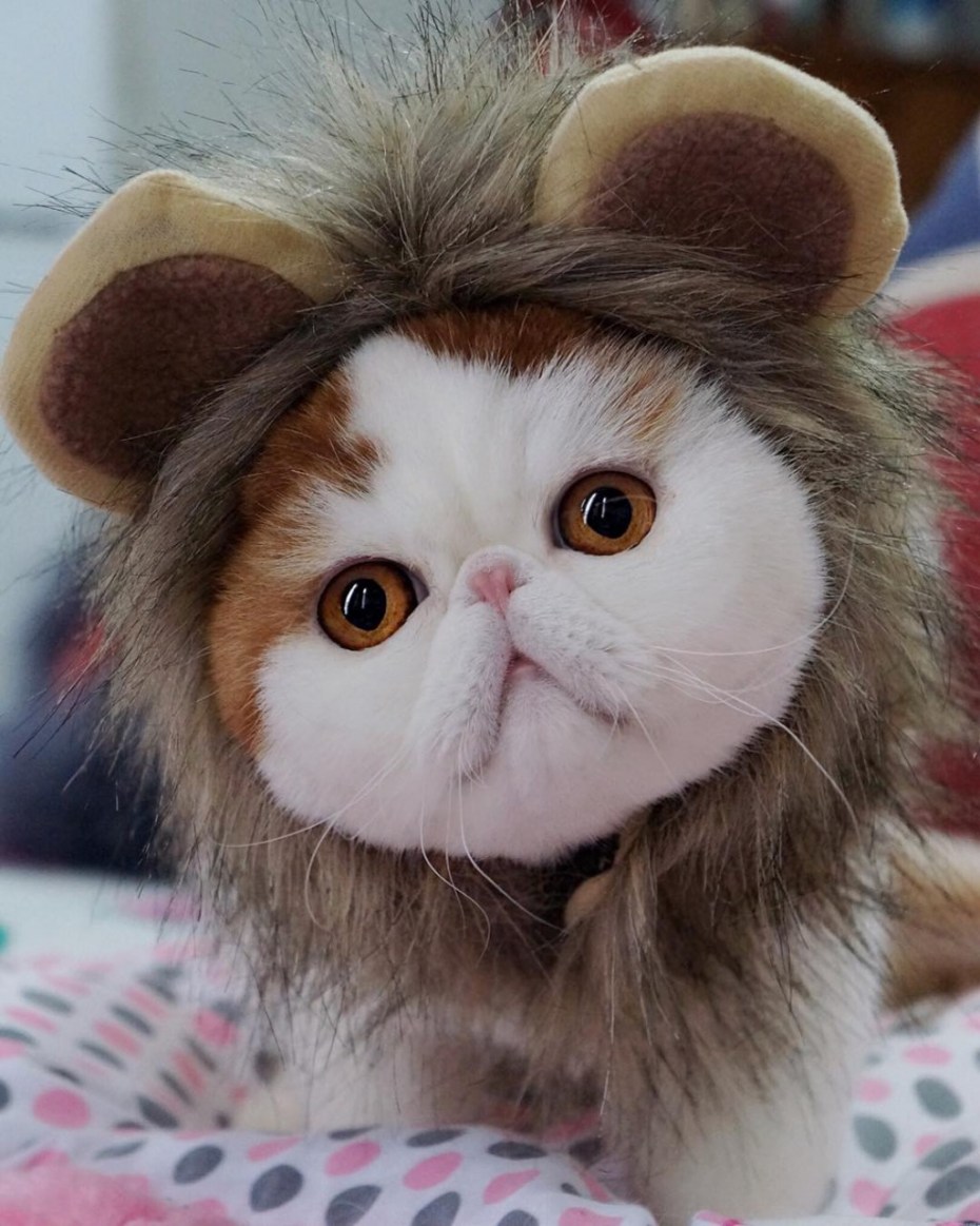 Кот с вып учеными глазами