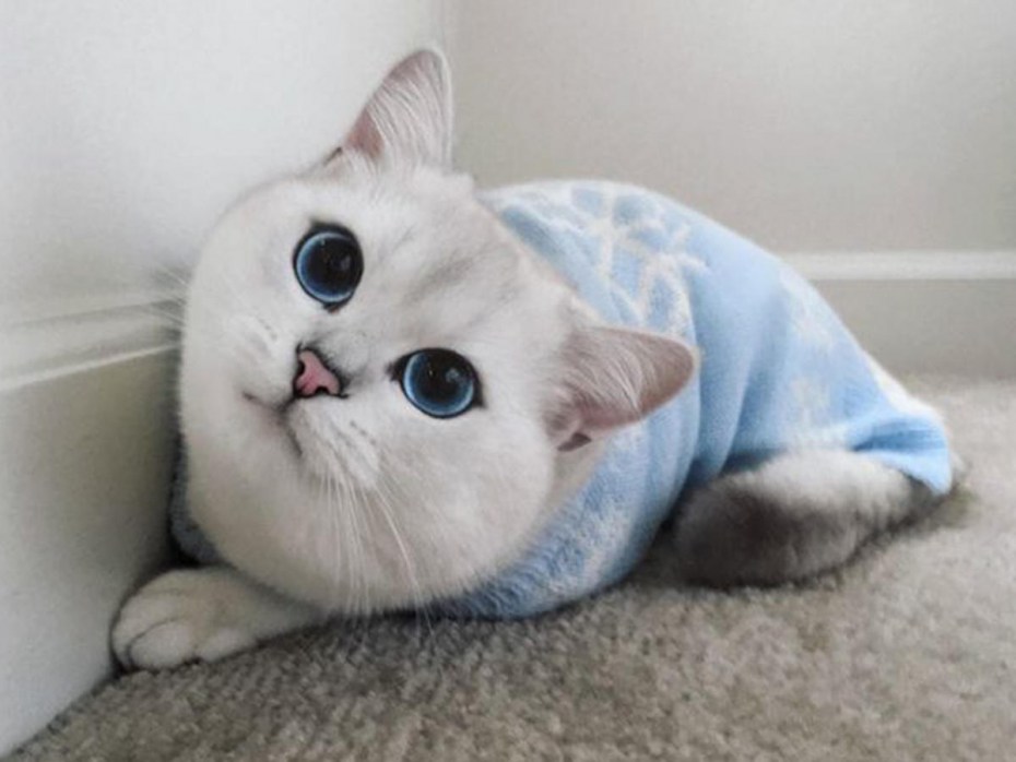 Глаза кошки