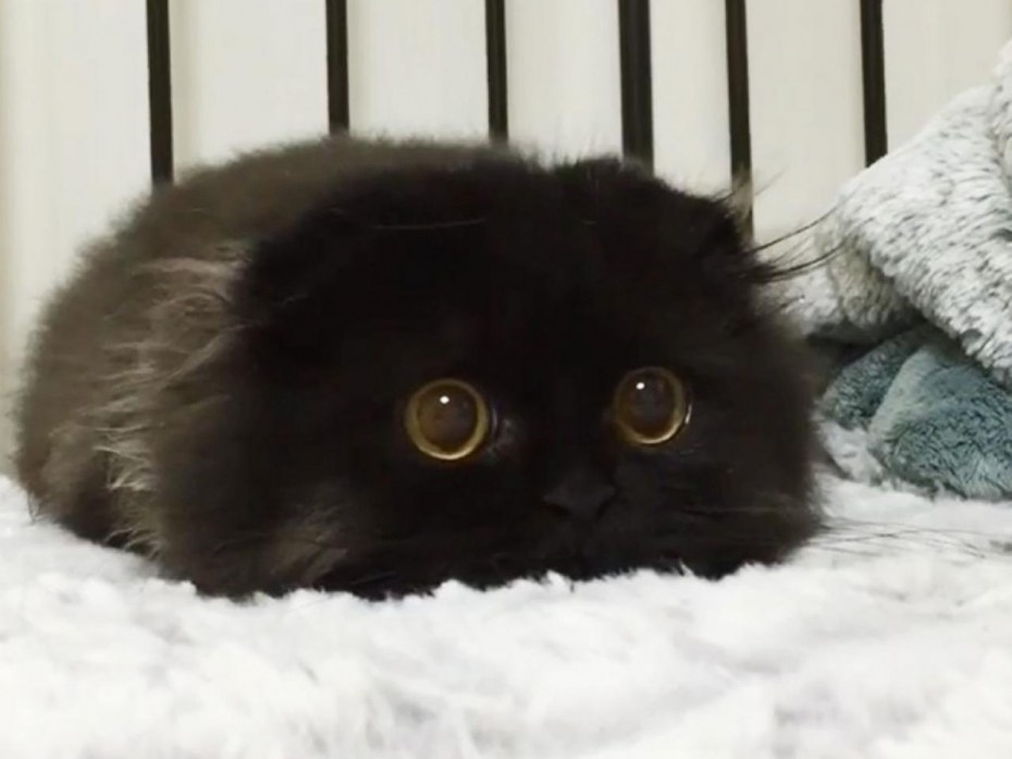 Голубоглазый кот Коби