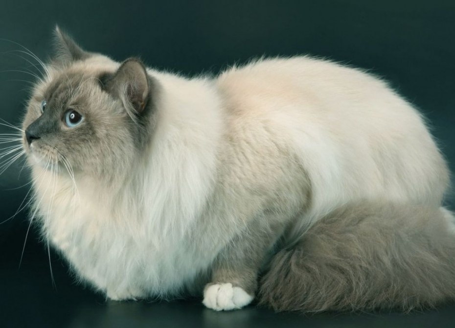 Невская маскарадная кошка