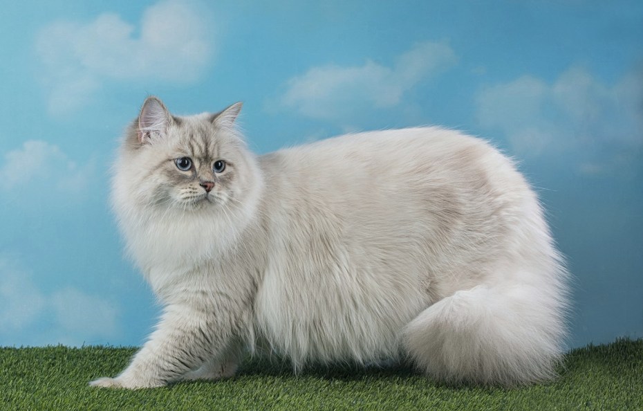 Невская маскарадная кошка
