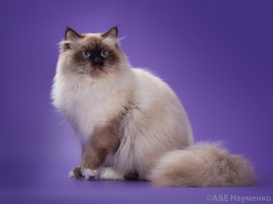 Невская гималайская Сиамская кошка