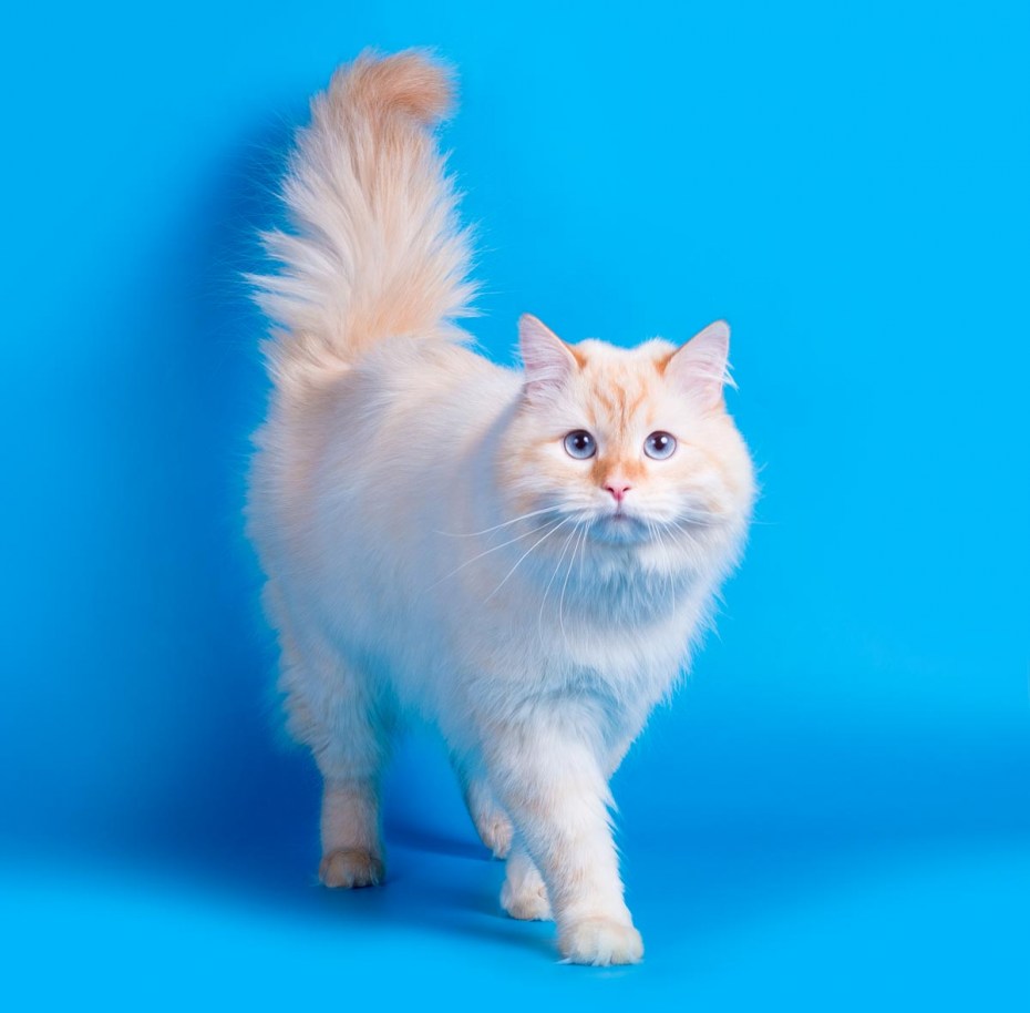 Невская маскарадная кошка зимой