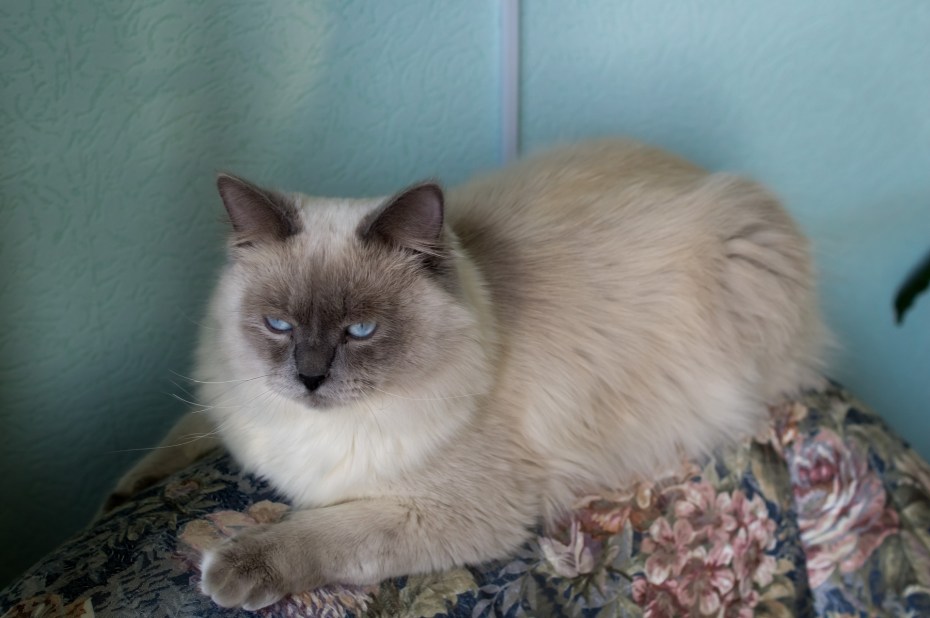 Невская маскарадная котята
