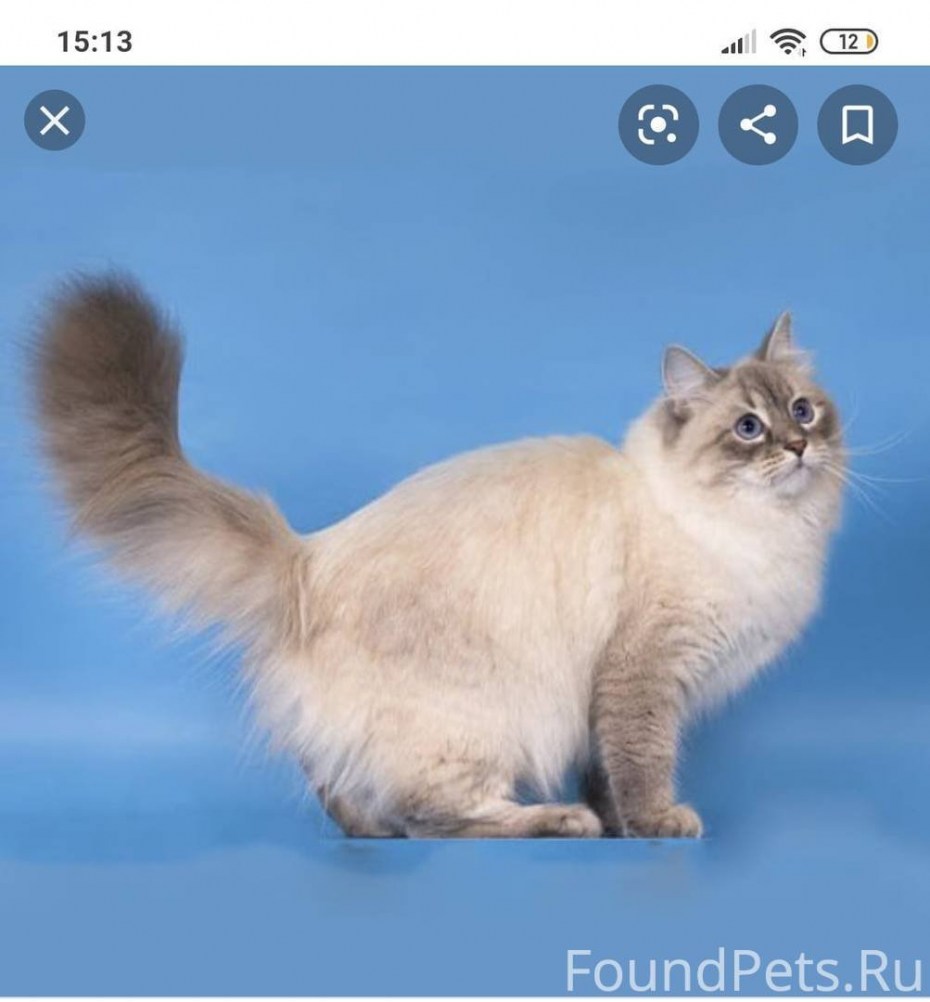Невская маскарадная кошка