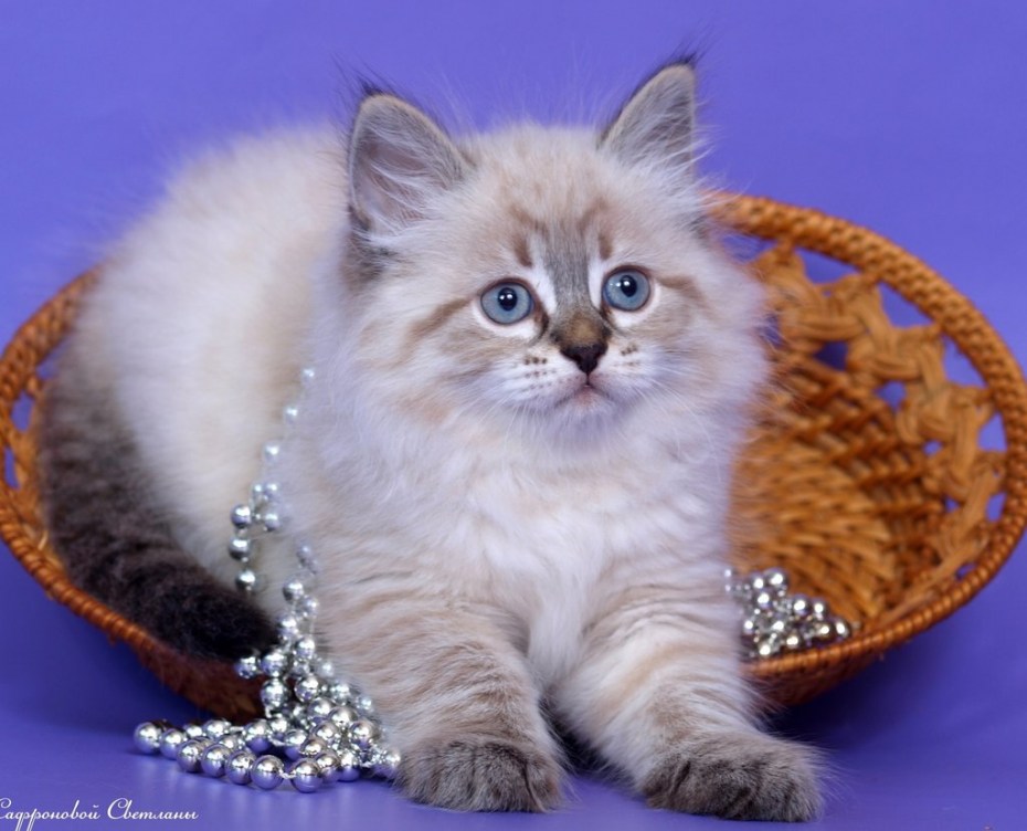 Невская маскарадная котята