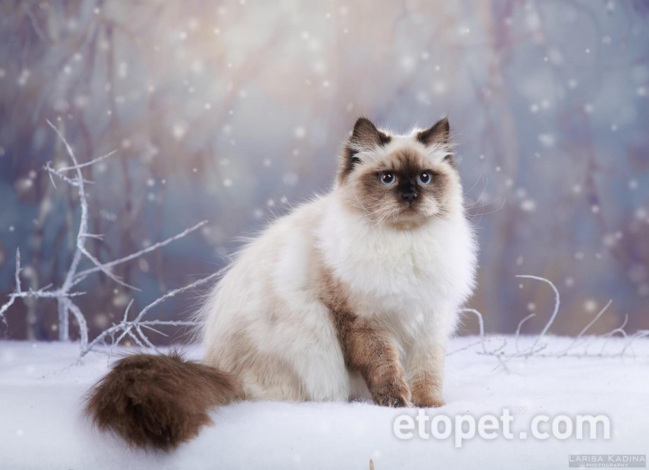 Невский маскарадный