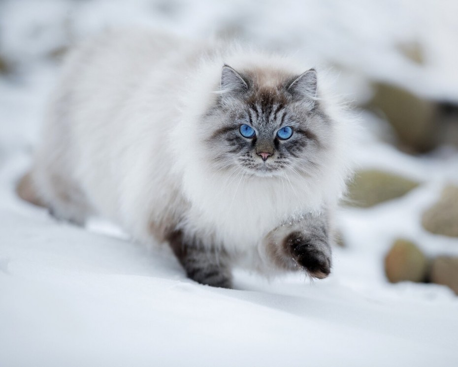 Кошка немецкая маскарадная