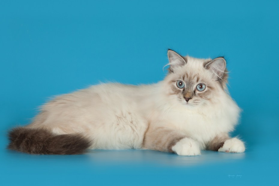 Невская кошка Невская маскарадная