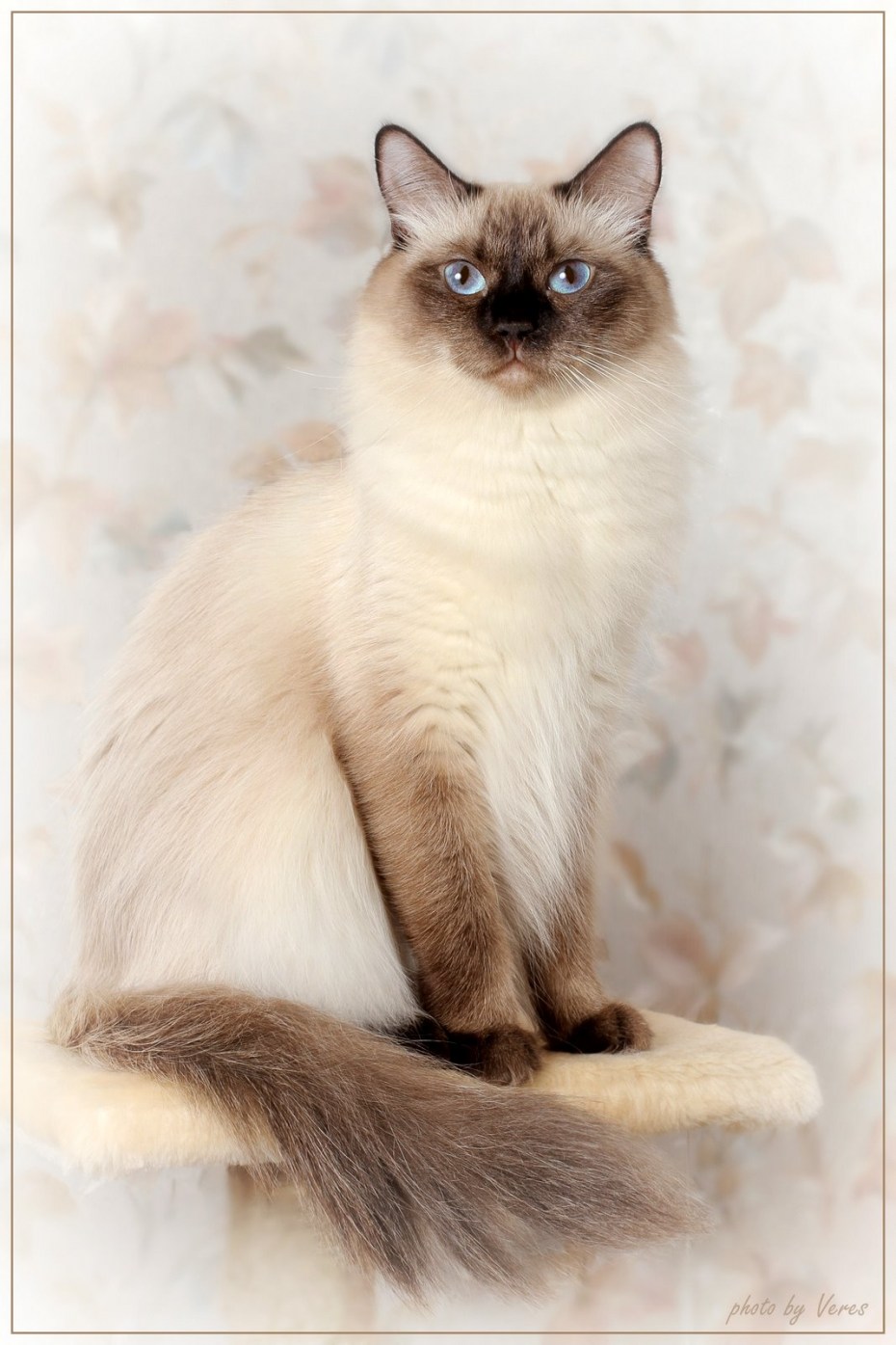 Невская маскарадная кошка Сиамская
