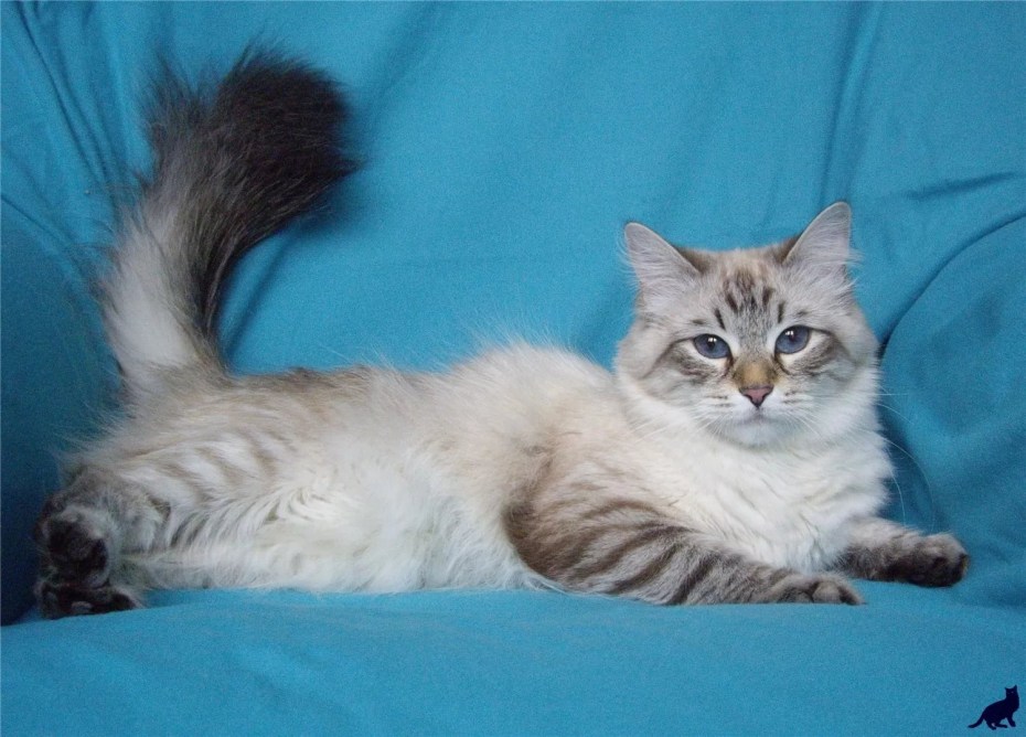 Невская кошка Невская маскарадная