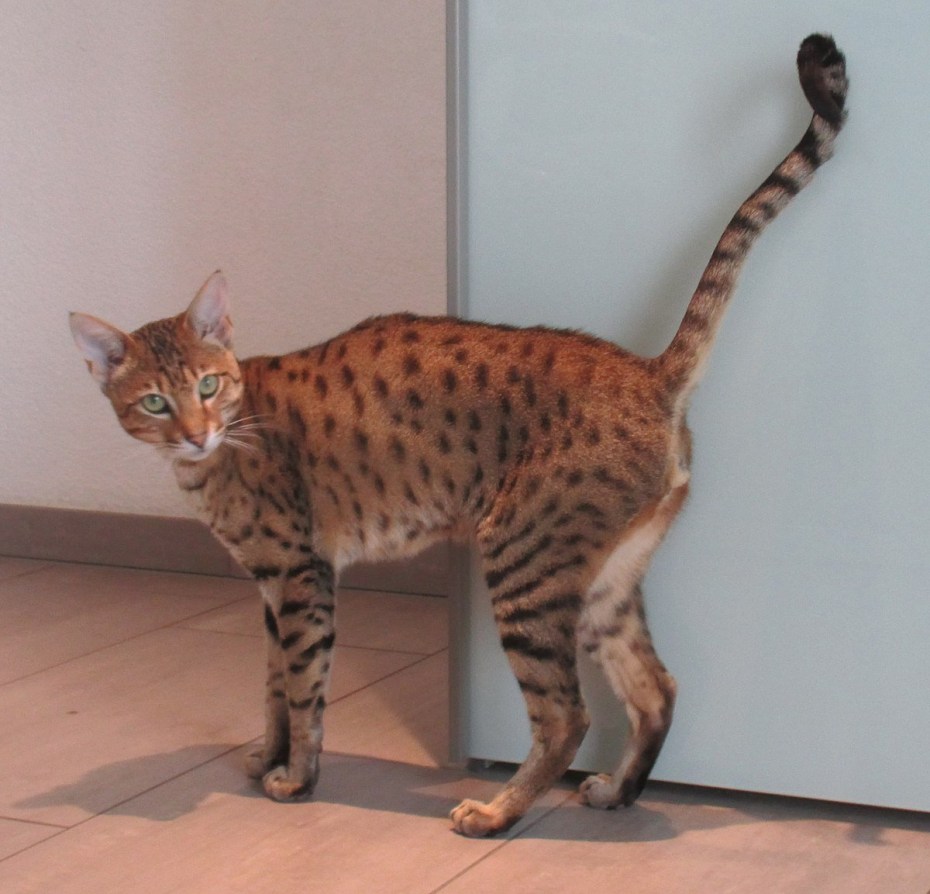 Саванна кошка f3
