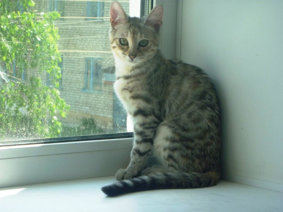 Серенгети кошка