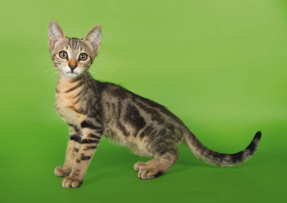 Бенгальский кот Серенгети