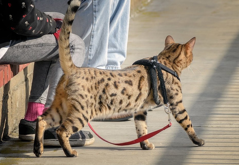 Кошка сококе рыжие