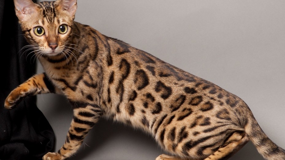 Бенгальский кот