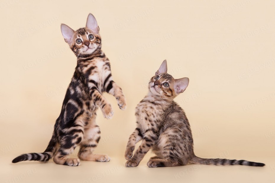 Бенгальский кот Серенгети