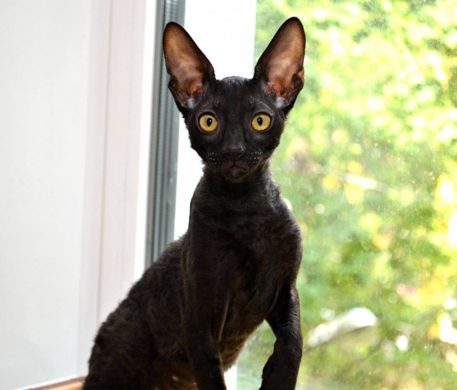 Корниш рекс черный кот