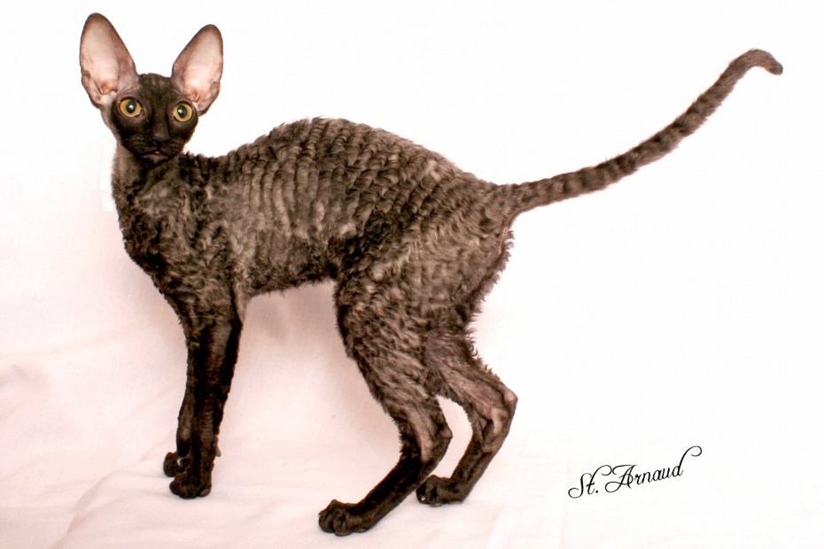 Корниш рекс белый котенок