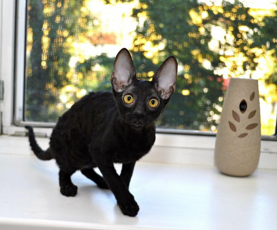 Корниш рекс черный кот