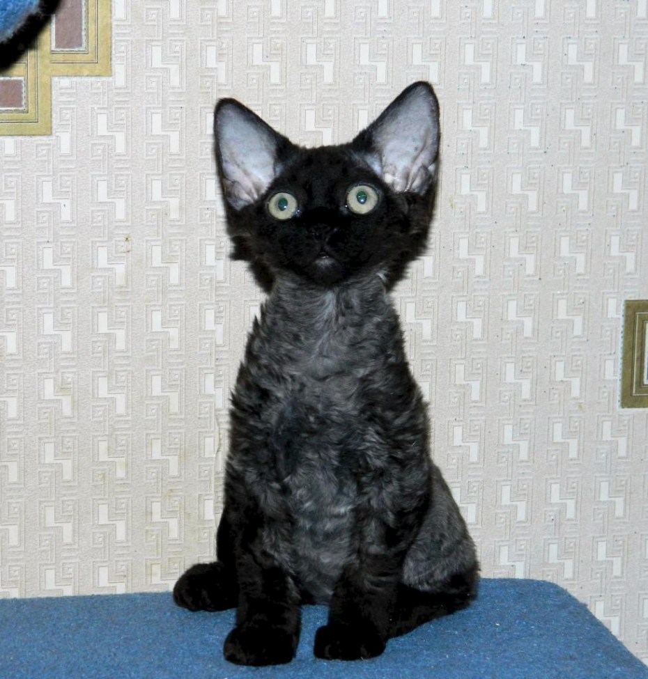 Корниш рекс кошка
