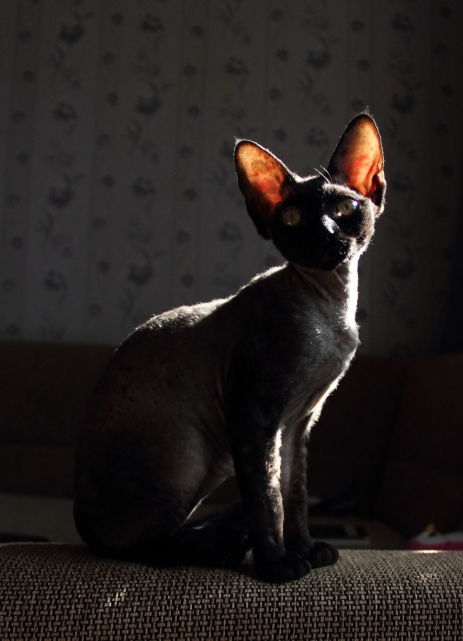 Сфинкс кошка Корниш рекс