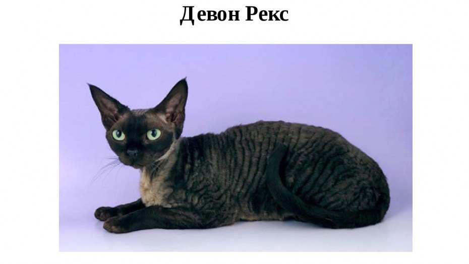 Корниш рекс кошка