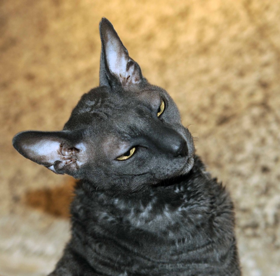 Корниш рекс черный