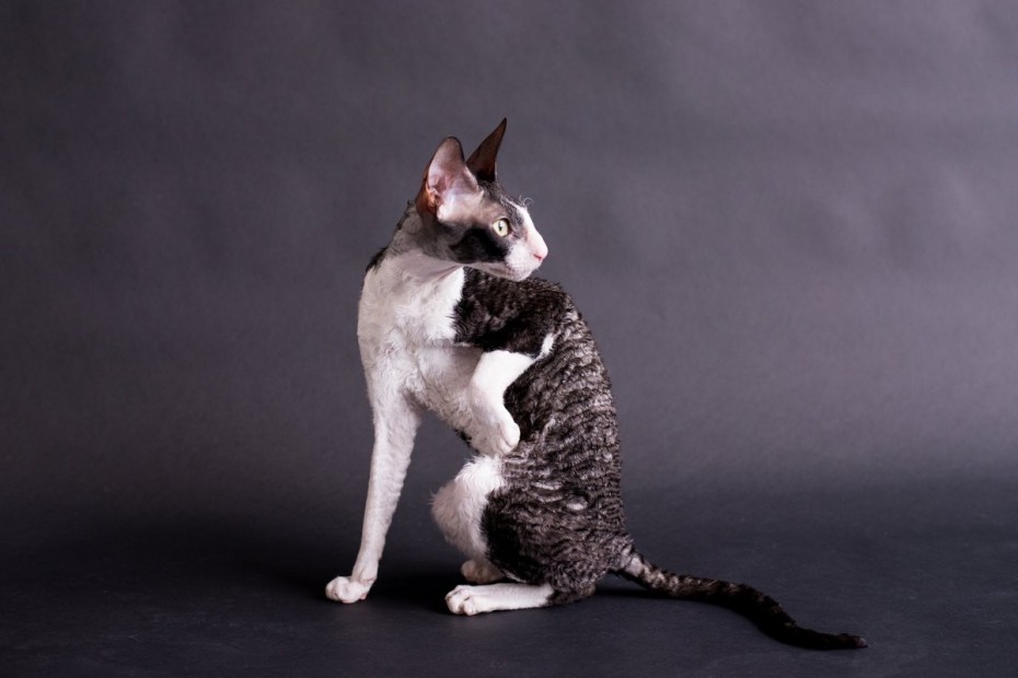 Корниш рекс кошка