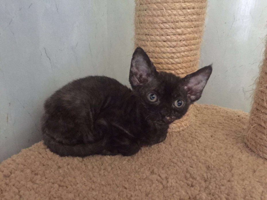 Корниш рекс котята