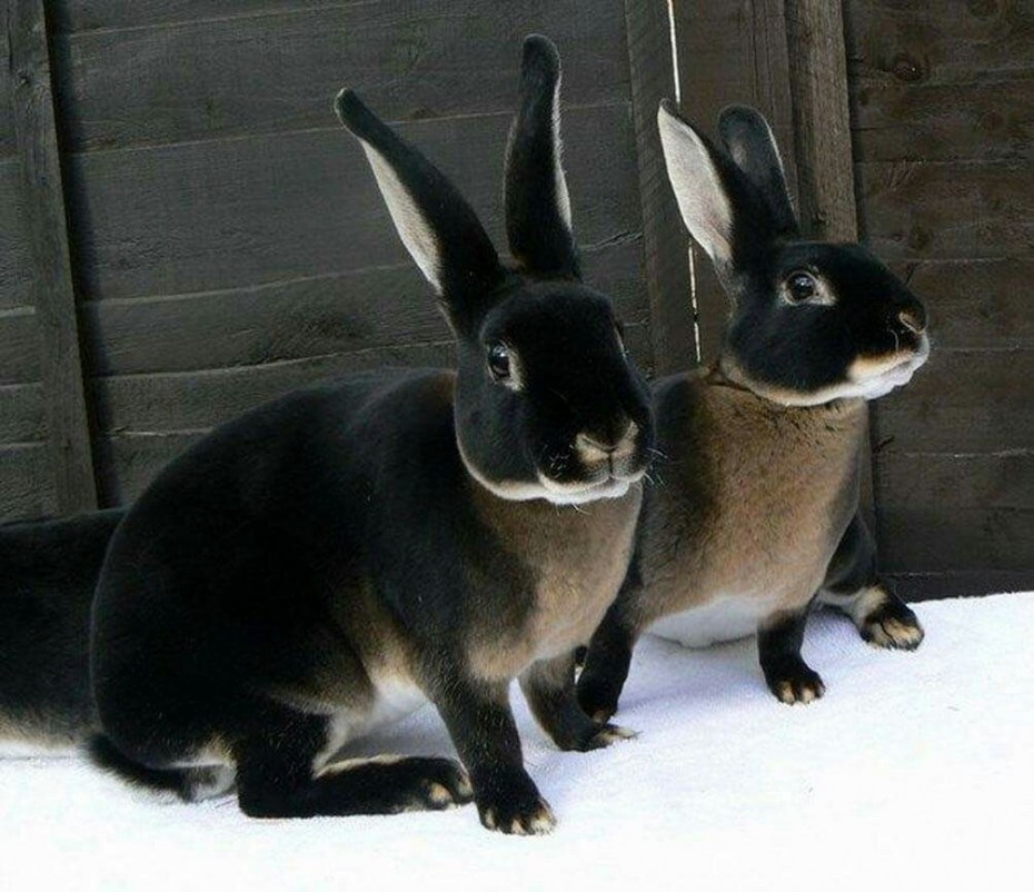 Милые щенки и Корниш