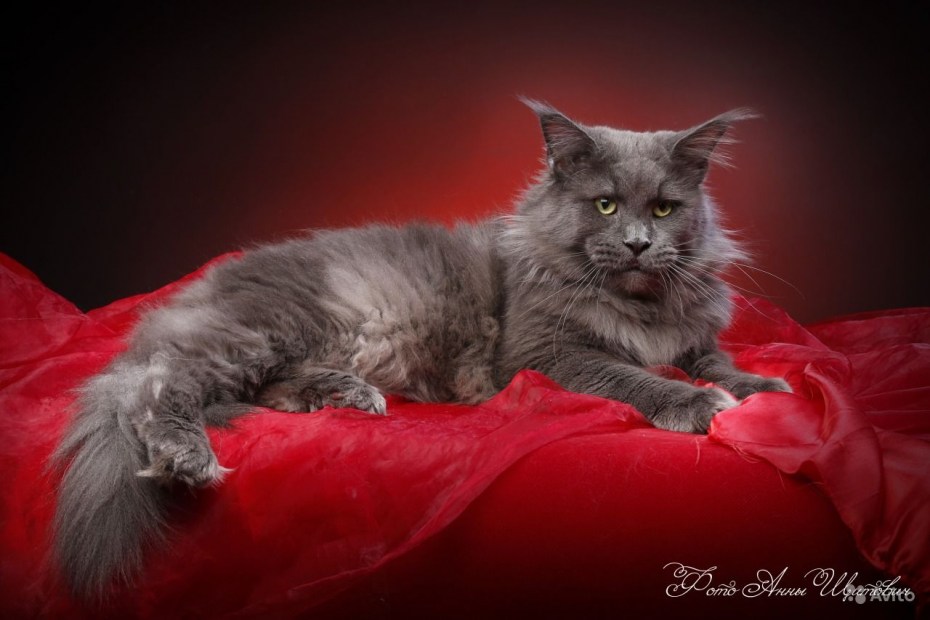 Сибирский кот черный Солид