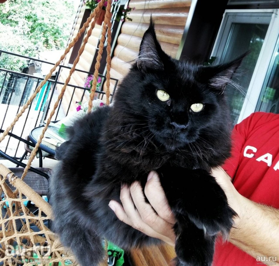 Котенок мэйкун черный Солид