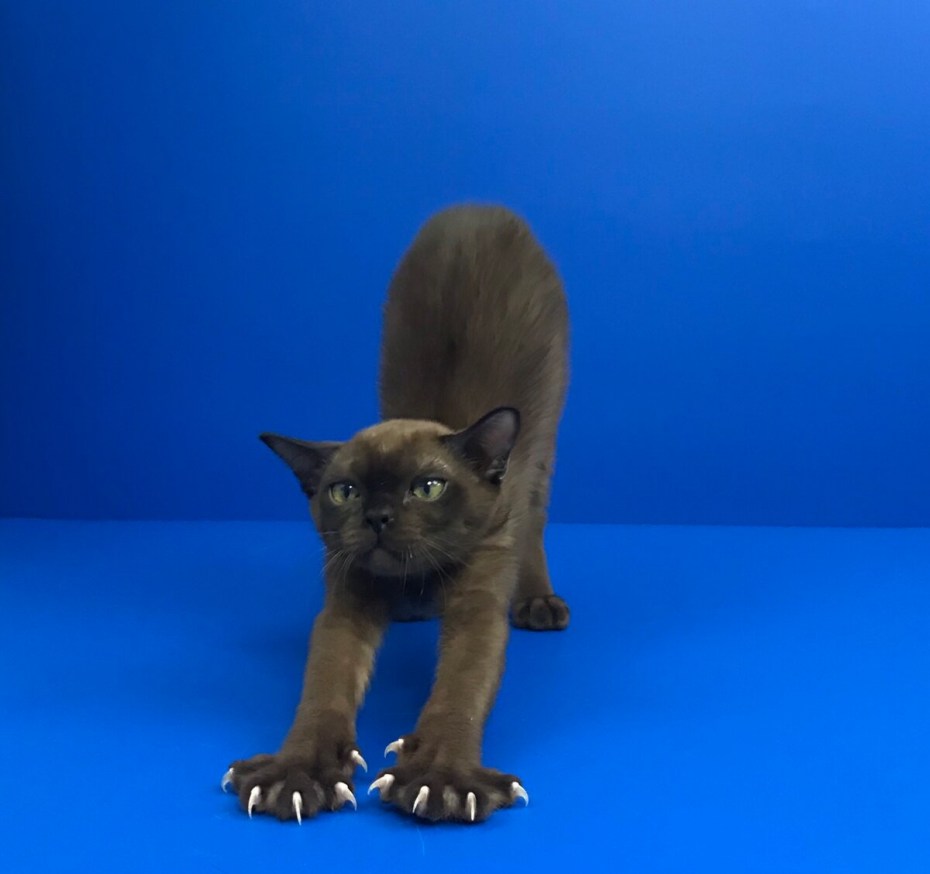 Бурманский кот соболиный