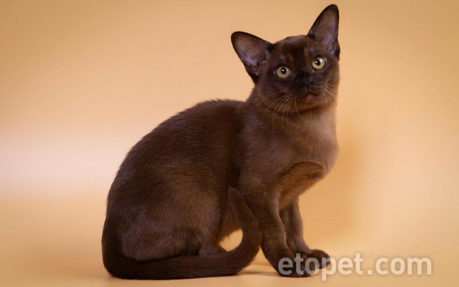 Европейская Бурма котята