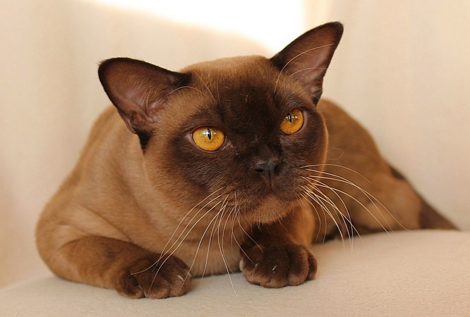 Бурманский котенок