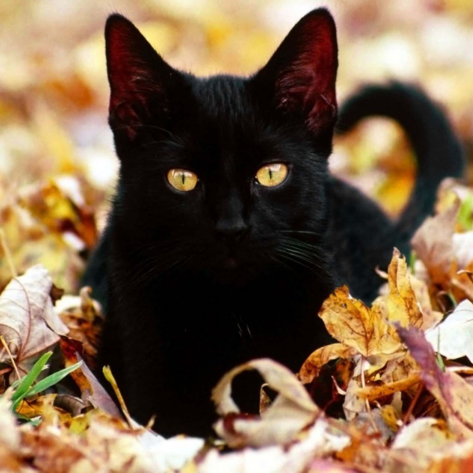 Черные коты