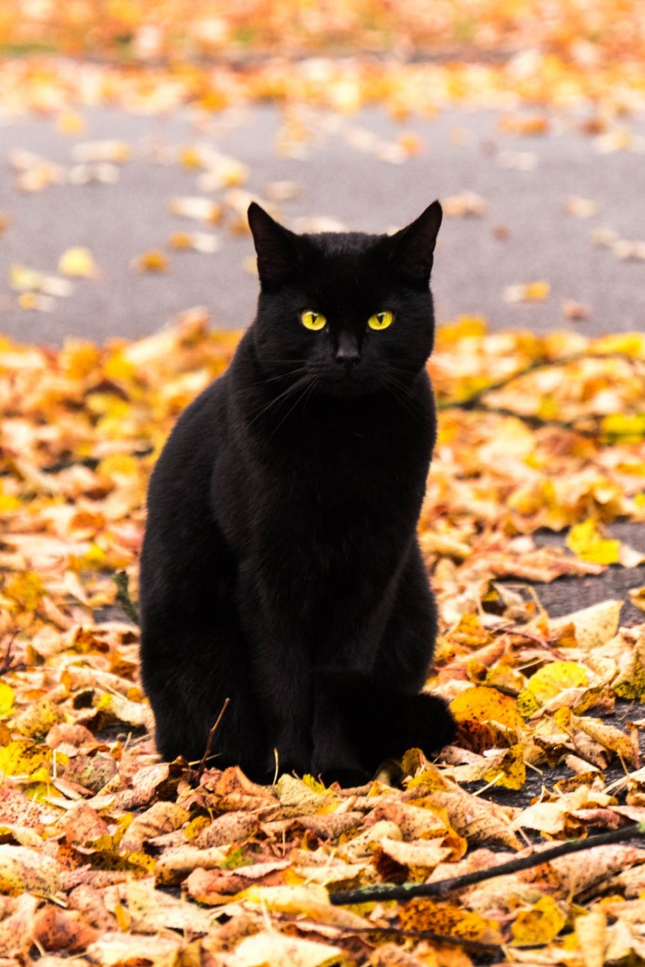 Черные коты