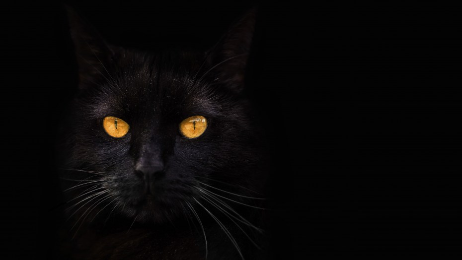 Черная кошка в темноте